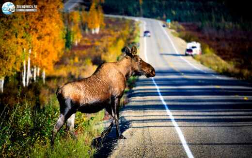 Если водитель сбил на трассе лосе, выплатят ли страховку ОСАГО?