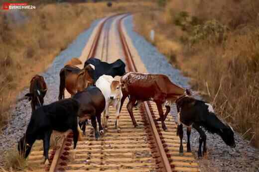 стадо коров на ЖД путях